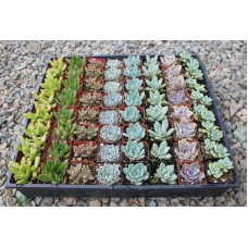 One 2" Rosette Succulent from The Succulent Source - Succulents for all occasions   